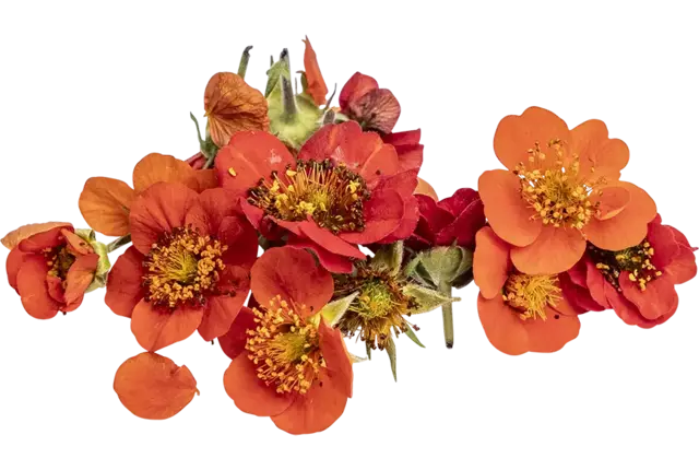 Eetbare bloem Nagelkruid oranje 10st stuk